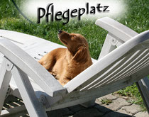 Wie werde ich Pflegestelle ?