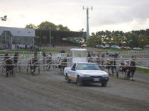 Trotting Race in Palmy