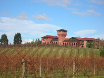 Highfield Estate Vineyard bei Blenheim