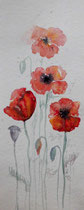 Mohnblumen - 20x50