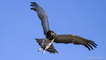 Schwarzbrust-Schlangenadler im Flug