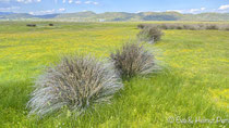 Lesbos Landschaft