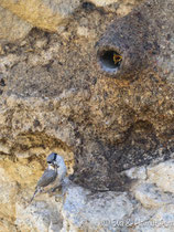 Felsenkleiber mit Raupen im Schnabel vor Bruthöhle