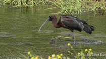 Brauner Sichler mit Beute