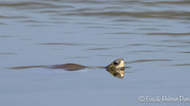 Wasserschildkröte