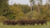 Wisent Gruppe