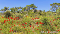 liebliche Landschaft
