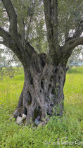 Olivenbaumstamm