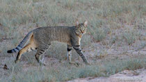 Afrikanische Wildkatze