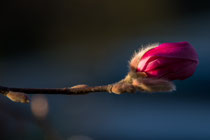 Magnolie Knospe