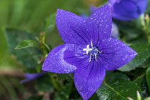 Ballonblume, Platycodon