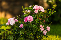 Rosaroter Rosenstrauch