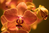 Orchidee bestehend aus 20 Fotos, (Focus Stacking)