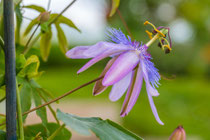 Passionsblume