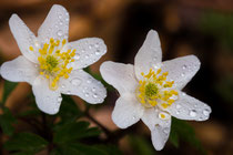 Buschwindröschen (Anemone nemorosa)