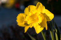 Gelbe Narzisse/Osterglocke (Narcissus pseudonarcissus)