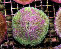 Fungia sp. (pink edge)