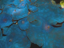 Discosoma coeruleus (blue)