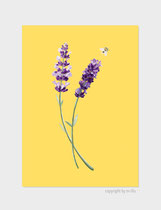 Lavendel