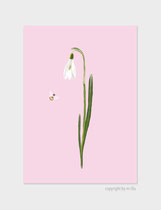 Schneeglöckchen-snowdrop
