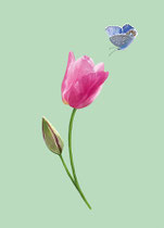Tulpe