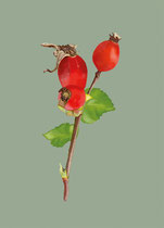 Rose Hip