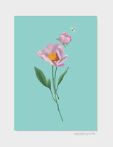 Pfingstrose-Peony
