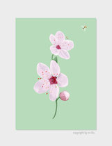 Kirsche-cherry