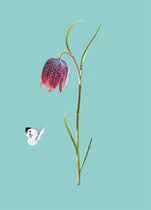 Schachbrettblume