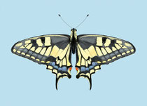 Schmetterling