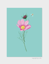 Cosmos