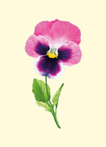 Viola