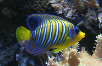 Pomacanthus (Pygoplites) diacanthus