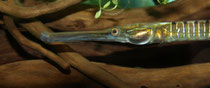 Süßwassernadel Doryichthys Boaja