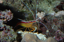 Putzergarnele Lysmata amboiensis