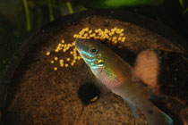 Pelvicachromis signatus W. Gelege pflegend