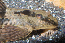 Hemiloricaria cf. simillima