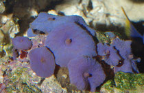 blaue Scheibenanemonen