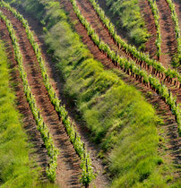 Vignes du rougier de Marcillac