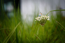 Motiv-341 (Evening Rest)