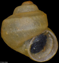 Stiobia nana (Alabama, USA, 5,5mm) F+++ €5.00 (specimens for sale are 1.3-1.5mm and are of the same quality as the specimen illustrated)