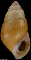 Elimia cahawbensis (Alabama, USA, 20,0mm) F+/F++ €14.00