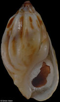 Melanopsis edrissiana pulchella (Morocco, 16,2mm) F+++ €5.40 (specimens for sale are 16-17mm and are of the same quality as the specimen illustrated)