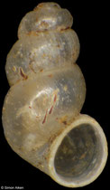 Catapyrgus jami (New Zealand, 1,7mm) F++ €4.50 (specimens for sale are 1,5-1,7mm and are of the same quality as the specimen illustrated)