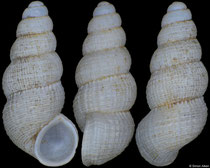 Thamkhondonia vacquiei (Laos, 2,6mm) (paratype) F++ €24.00 (specimens for sale are 2,5-2,6mm and are of the same quality as the specimen illustrated)