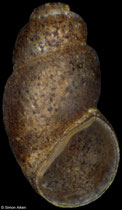 Catapyrgus fraterculus (New Zealand, 1,6mm) F++ €5.00 (specimens for sale are 1,4-1,7mm and are of the same quality as the specimen illustrated)