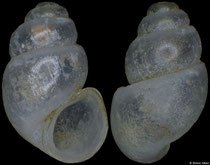 Bythinella steffeki (Slovakia, 2,7mm) (paratype) F+/F++ €8.00 (specimens for sale are 2.3-2.7mm and are of the same quality as the specimen illustrated)