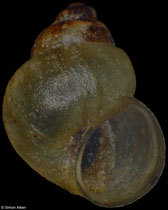 Pyrgulopsis rupinicola (California, USA, 2,8mm) F+++ €5.00