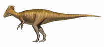 パキケファロサウルス、サイド画像