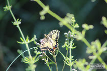 Schwalbenschwanz (Papilio machaon) bei Büchelberg, Südpfalz